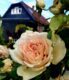 + Aufwendig, freistehendes kernsaniertes EFH mit Charme auf großem Grundstück zu einem TOP Preis + - Sicht aus dem Garten mit Rosensträuchern